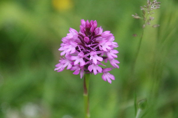 photo of Pyramidal Orchid