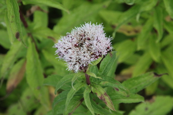 photo of Hemp Agrimony