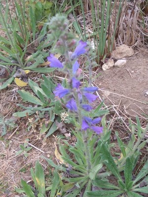 photo of Vipers Bugloss