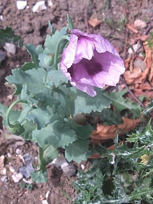 photo of Opium Poppy