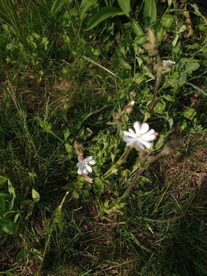 photo of White Campion