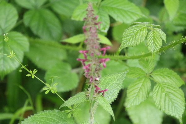 photo of Hedge Woundwort