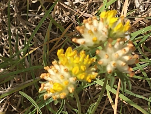 photo of Kidney Vetch