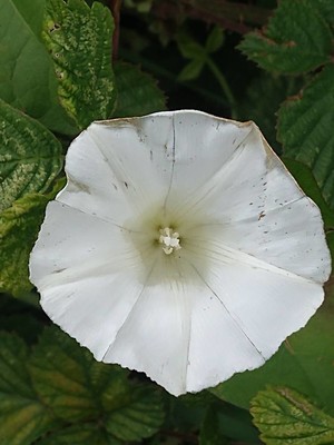 photo of Hedge Bindweed