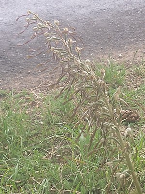 photo of Lizard Orchid
