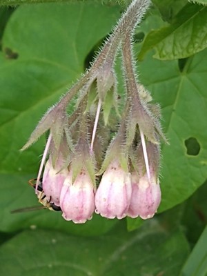 photo of Common Comfrey