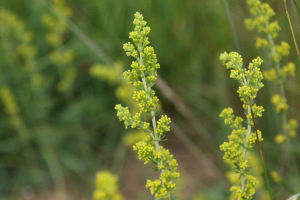photo of Lady's Bedstraw