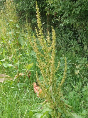photo of Broad Leaved Dock