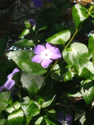 photo of Greater Periwinkle