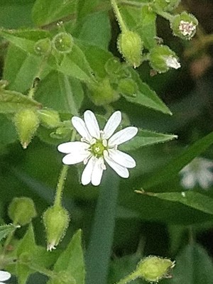photo of Water Chickweed