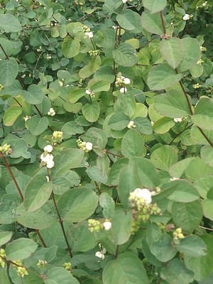 photo of Snowberry