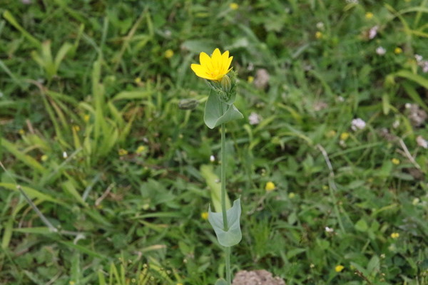 photo of Yellow Wort
