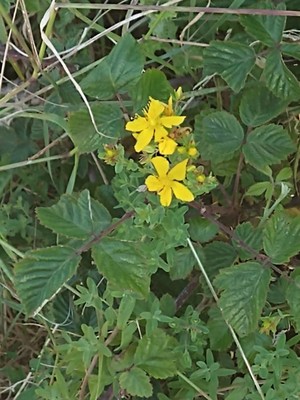 photo of Perforate St. John's Wort