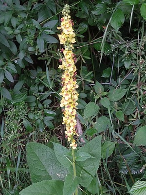 photo of Dark Mullein