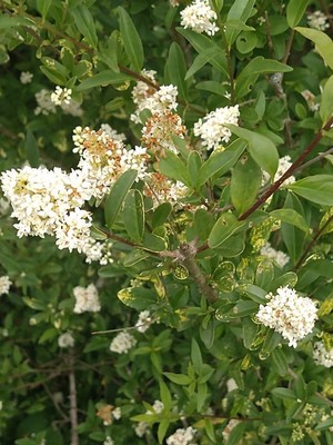 photo of Wild Privet