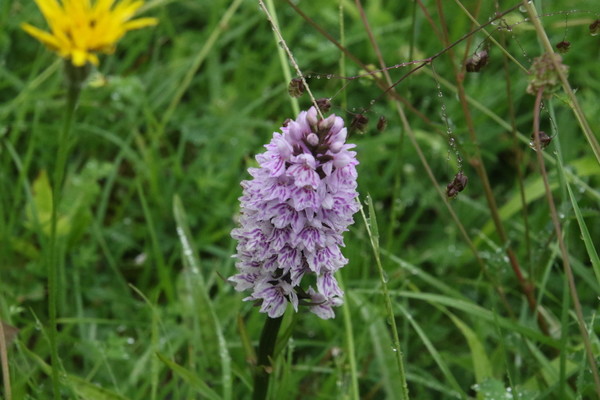 photo of Common Spotted Orchid