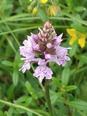 photo of Common Spotted Orchid