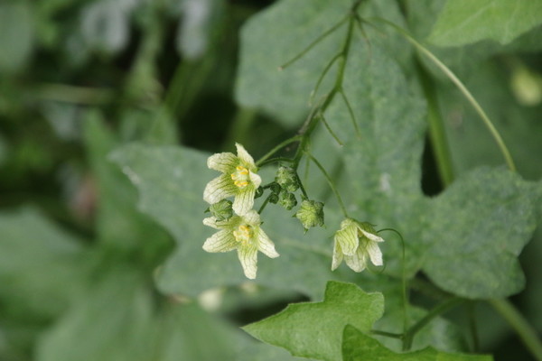 photo of White Bryony