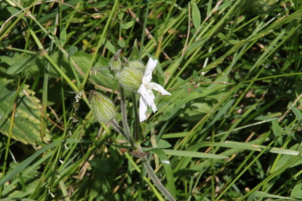 photo of White Campion