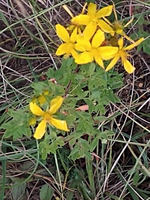 photo of Perforate St. John's Wort