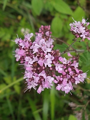 photo of Wild Marjoram