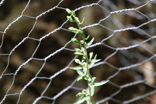 photo of Broad Leaved Helleborine