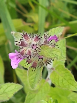 photo of Wild Basil