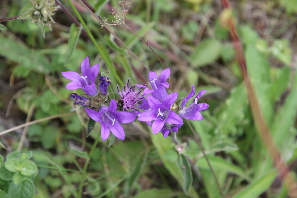 photo of Clustered Bellfower