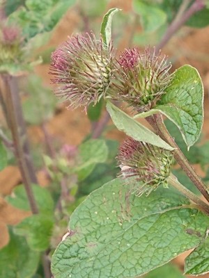photo of Lesser Burdock