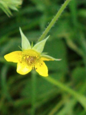 photo of Wood Avens