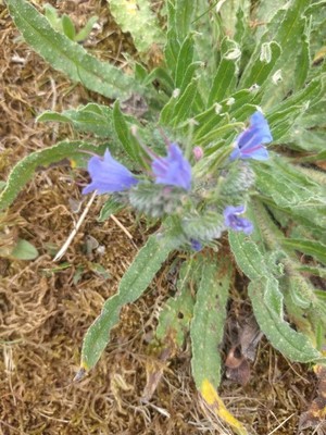 photo of Vipers Bugloss
