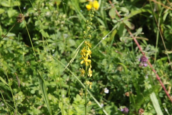 photo of Agrimony