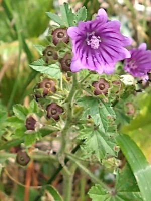 photo of Common Mallow