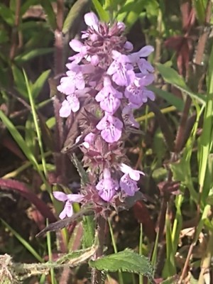 photo of Marsh Woundwort