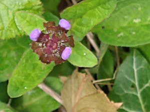 photo of Selfheal