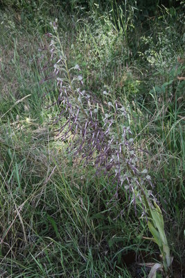 photo of Lizard Orchid
