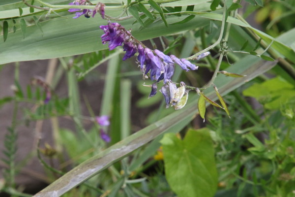 photo of Tufted Vetch