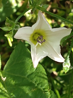 photo of Field Bindweed