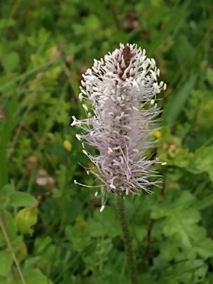photo of Hoary Plantain