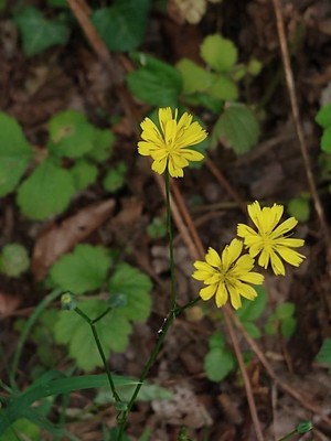 photo of Nipplewort