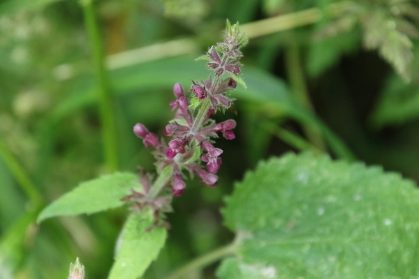 photo of Hedge Woundwort