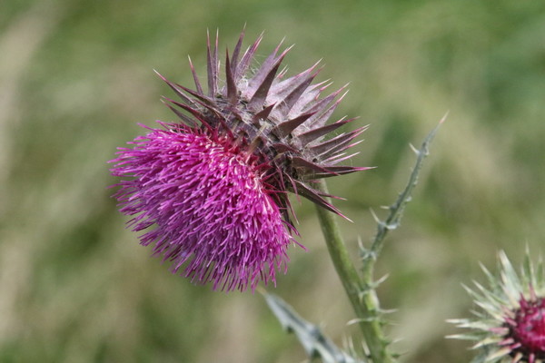 photo of Nodding Or Musk Thistle