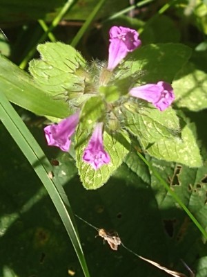 photo of Wild Basil