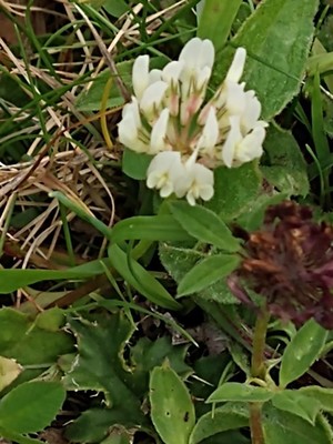photo of White Clover