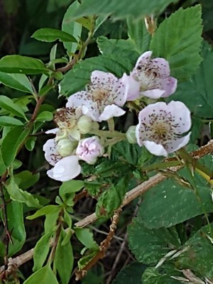 photo of Elm Leaved Bramble