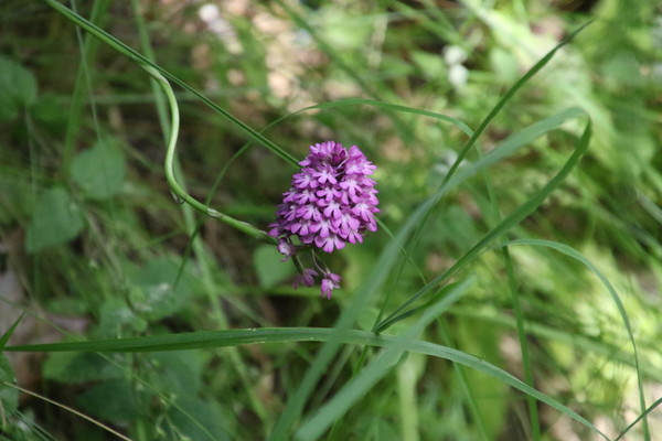 photo of Pyramidal Orchid