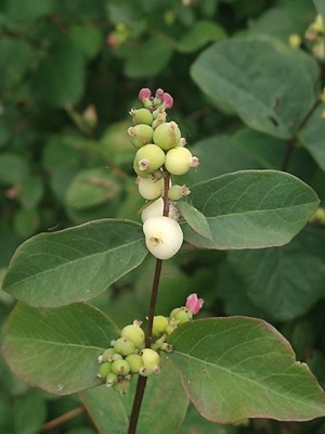 photo of Snowberry