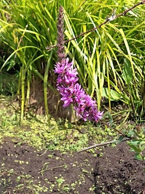 photo of Purple Loosestrife
