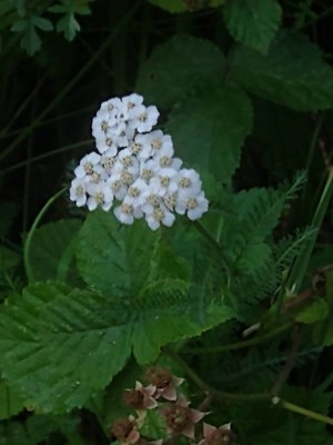 photo of Yarrow
