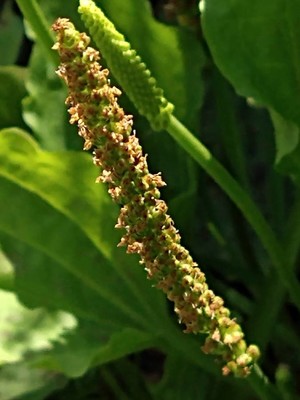 photo of Greater Plantain